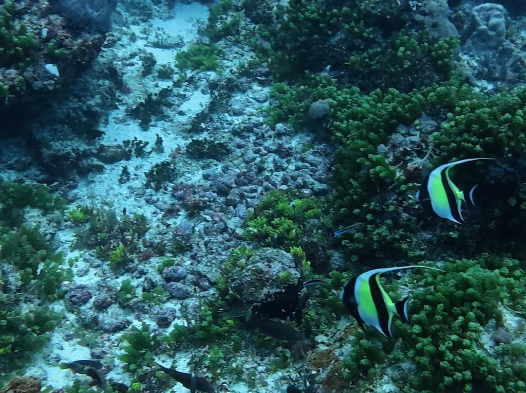 Buccaneer Diving-帕杰必去景点