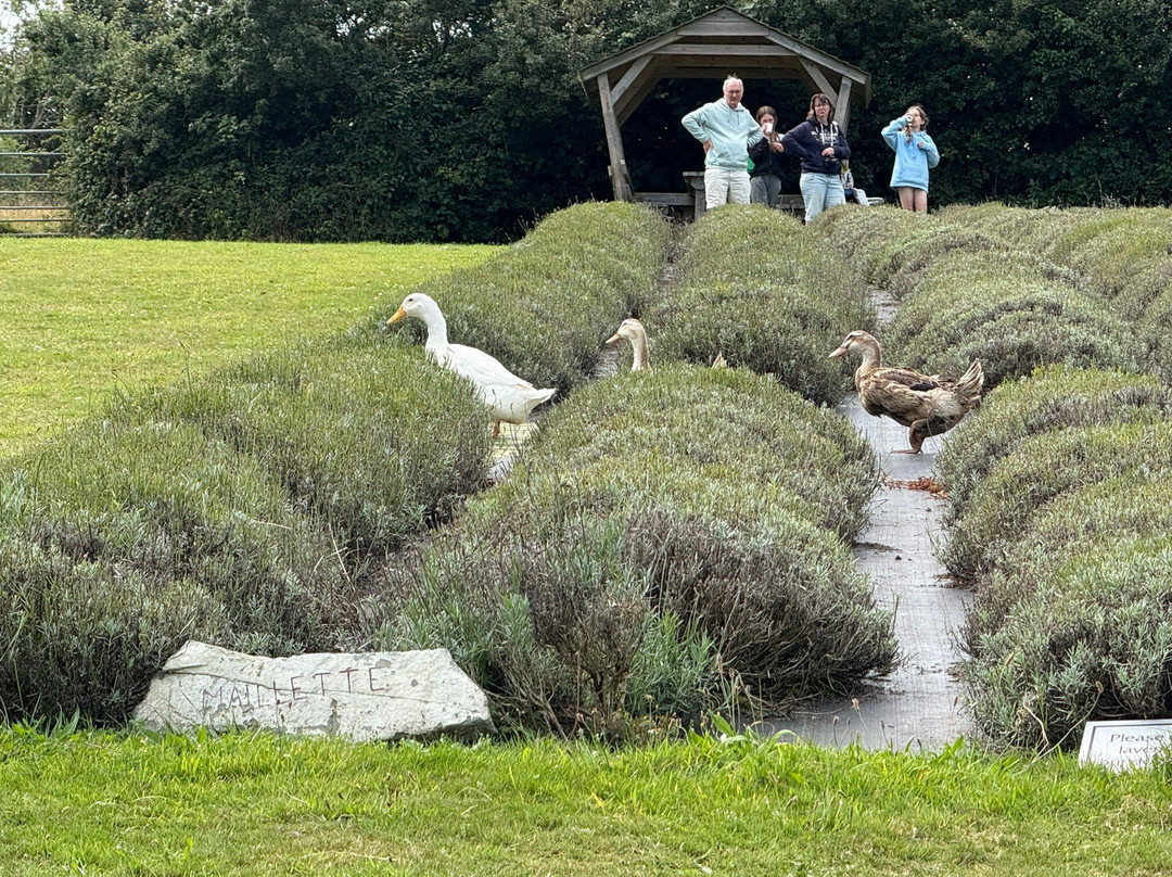 Cornish Lavender-佩伦波思必去景点