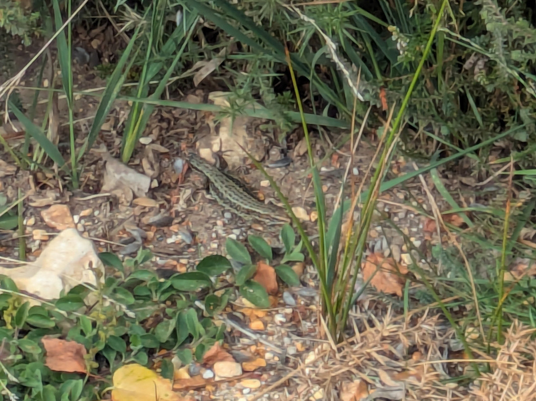 RSPB Arne-Arne必去景点