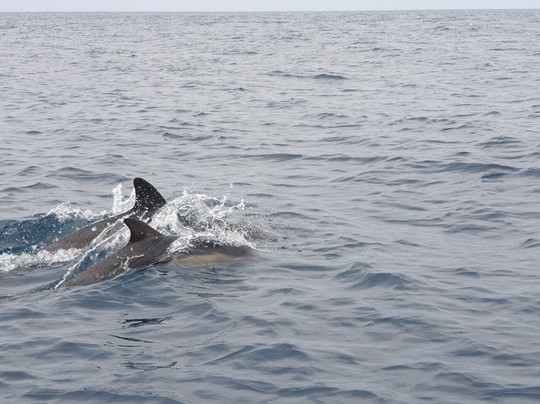 Mar Ilimitado-萨格里什必去景点
