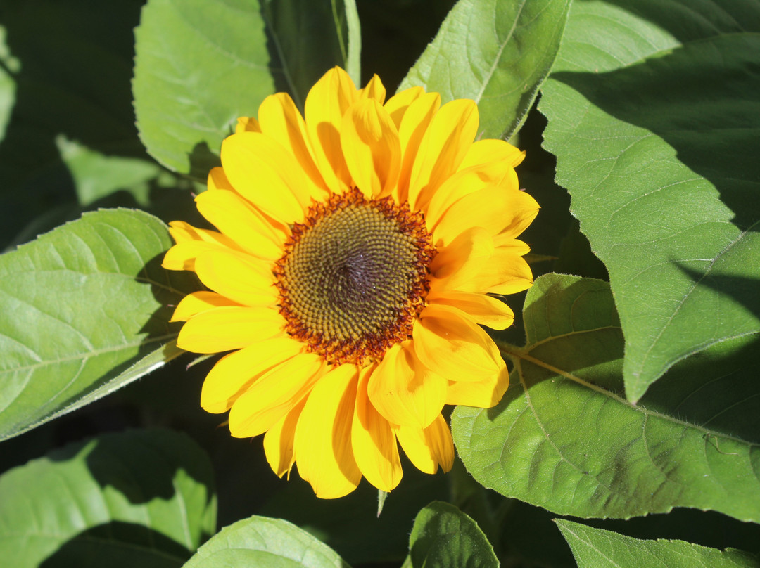 Hemero - Jardins Como Arte-Joinville必去景点