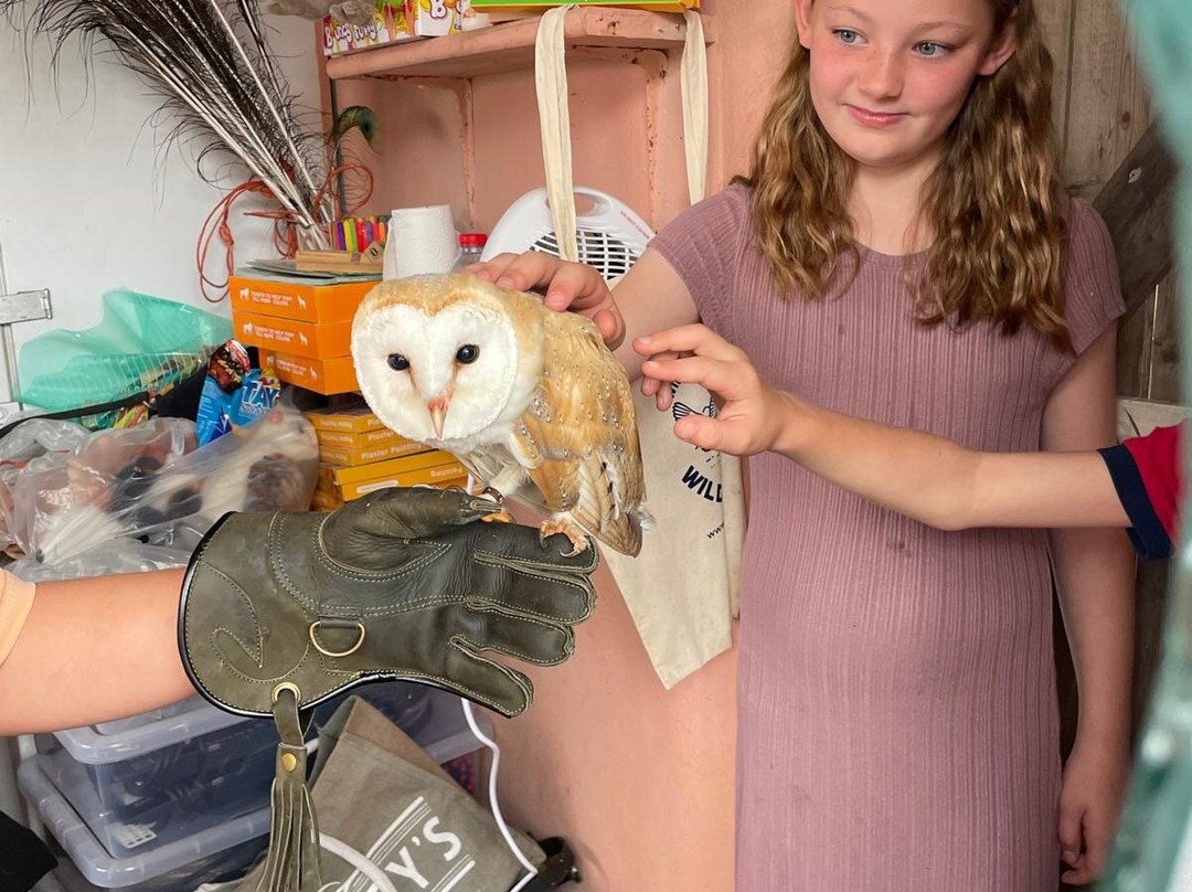 Scanlon's Pet Farm-丁格尔必去景点