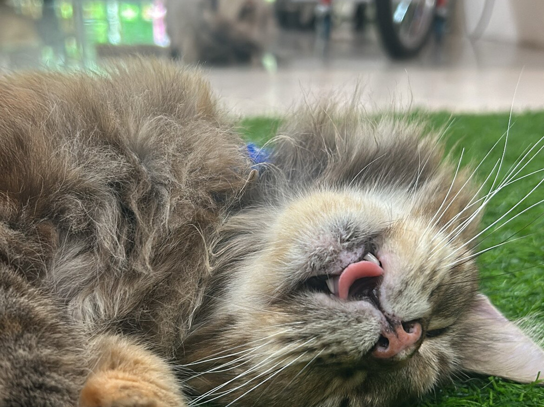 Cat Cafe By Catworld