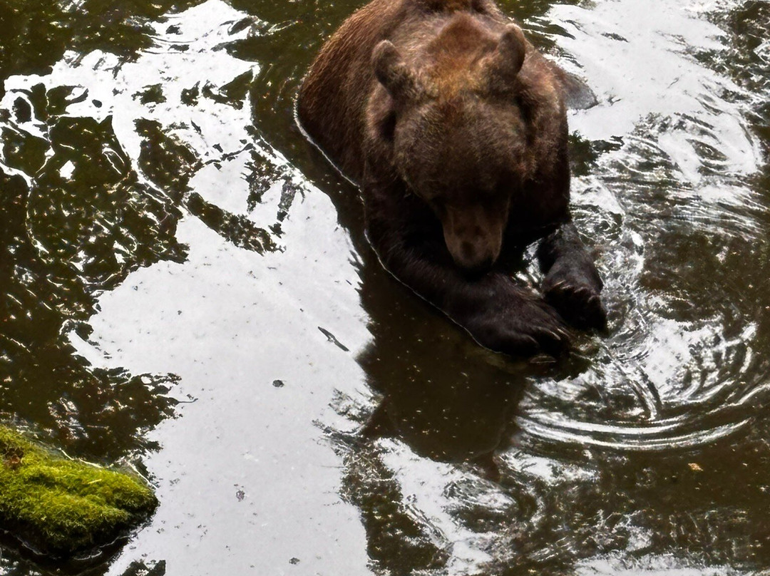 Wildwood Trust-Herne Bay必去景点