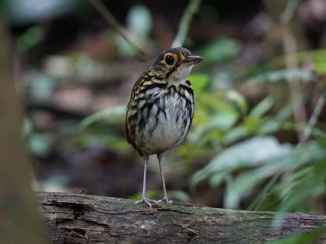 Birding Pipeline Panama-甘博阿必去景点