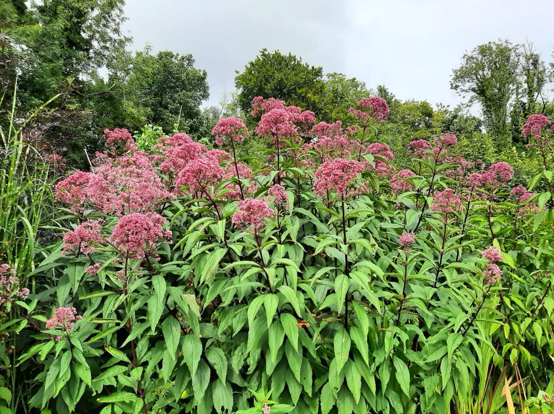 Llwyngarreg Garden-Llanfallteg必去景点