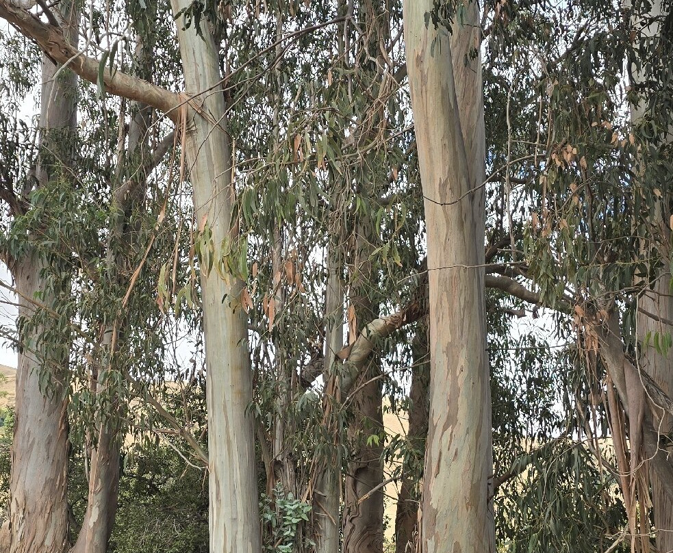 Mission Peak Regional Preserve-费利蒙必去景点
