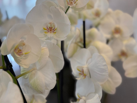 巴士底洛奈酒店主图