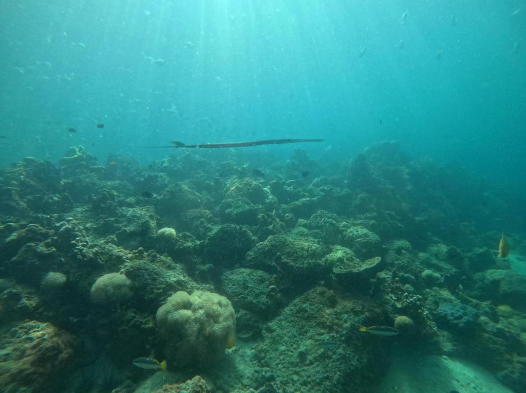 PKT Diving-大皮皮岛必去景点
