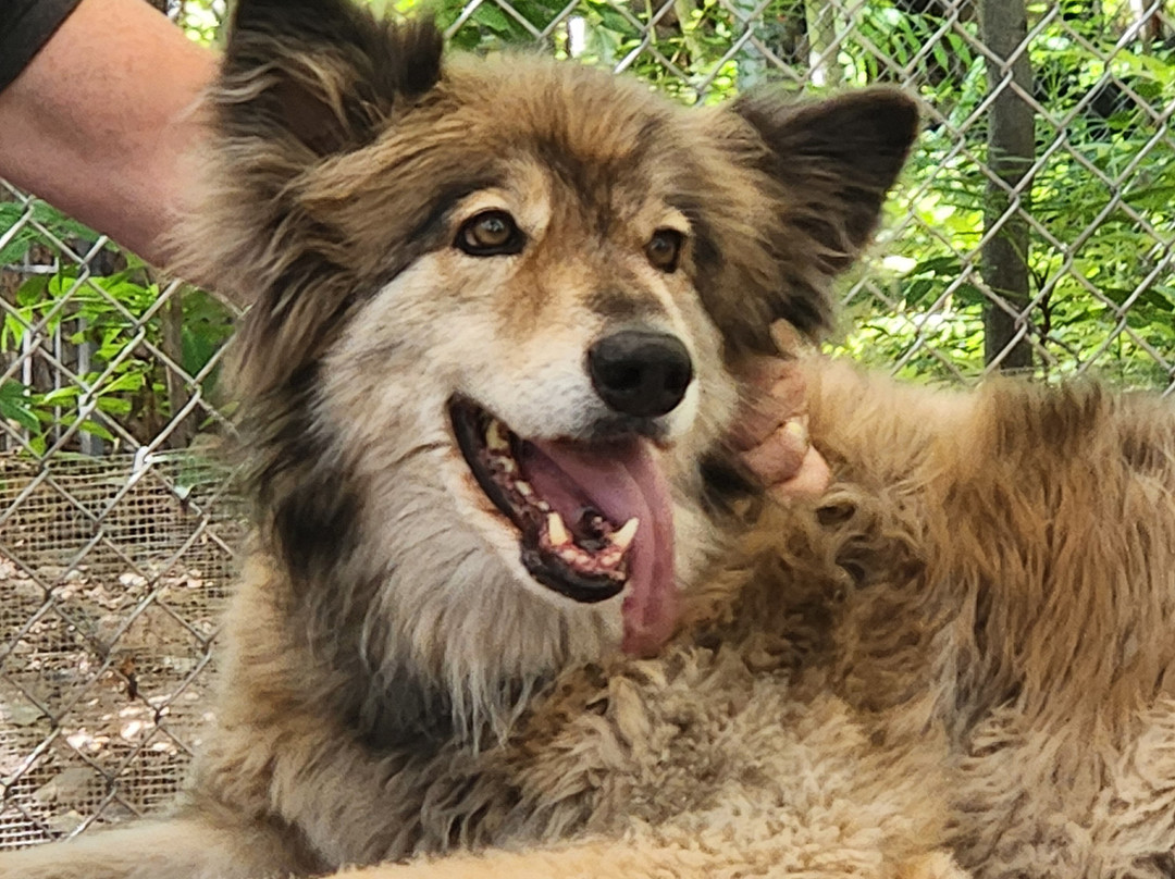Sedona Wolf Sanctuary-Rimrock必去景点