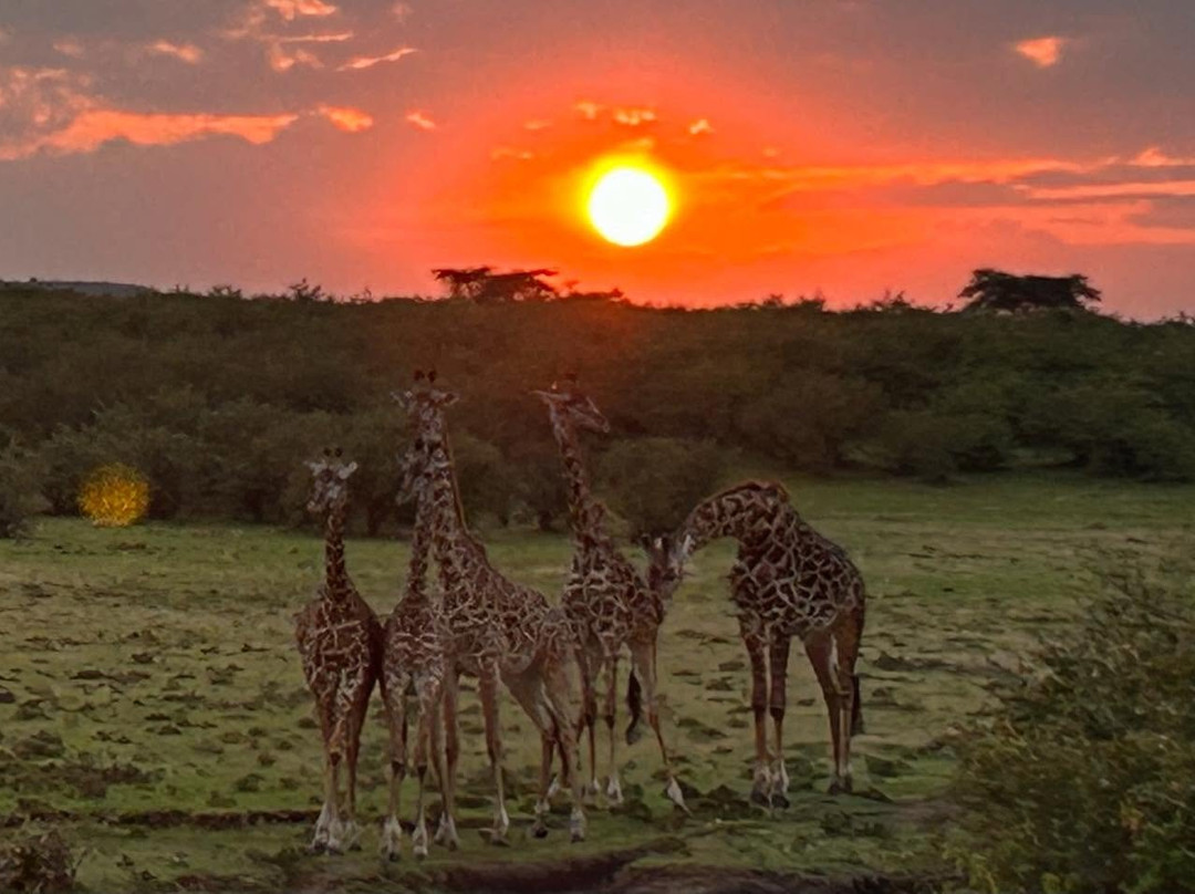 Dawn In Africa Safaris - Day Tours-内罗毕必去景点