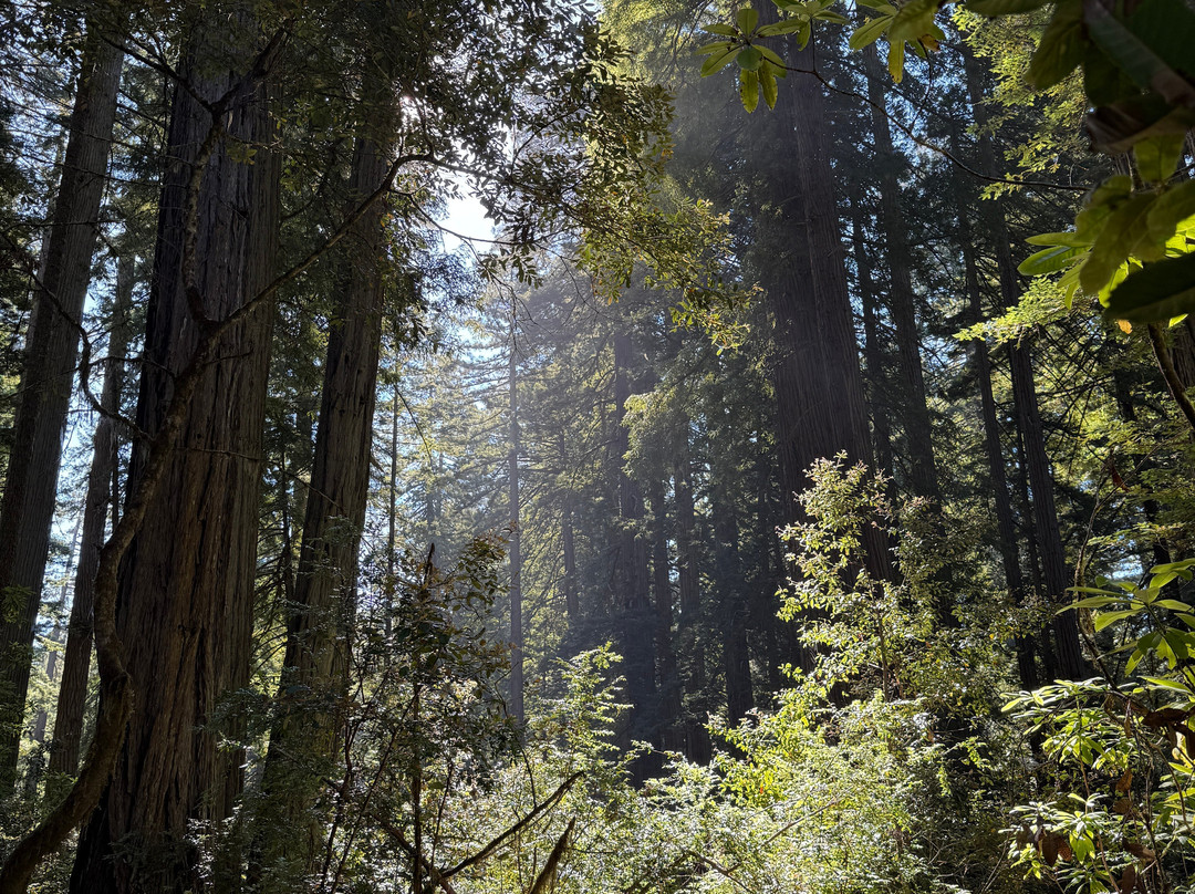 Lady Bird Johnson Grove-Orick必去景点