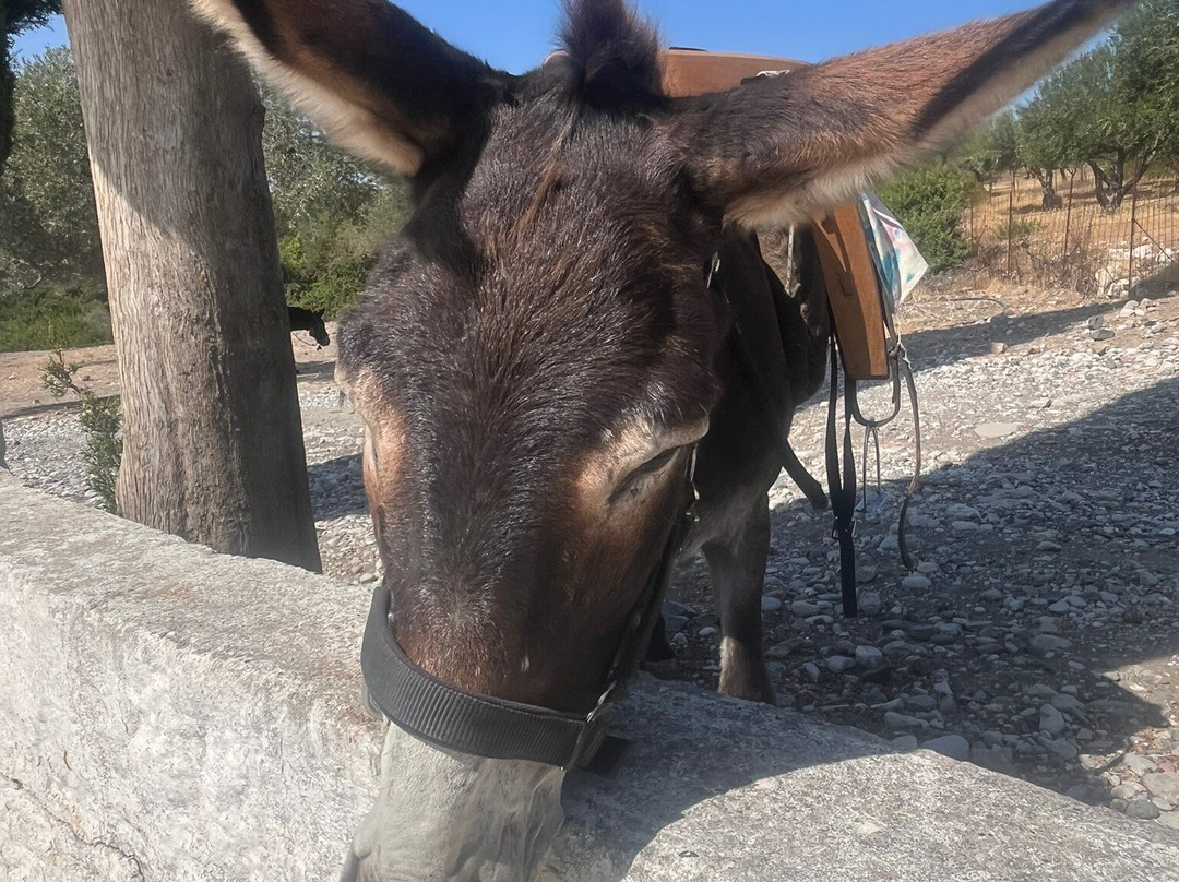 Donkey Cruise-Asklipiio必去景点