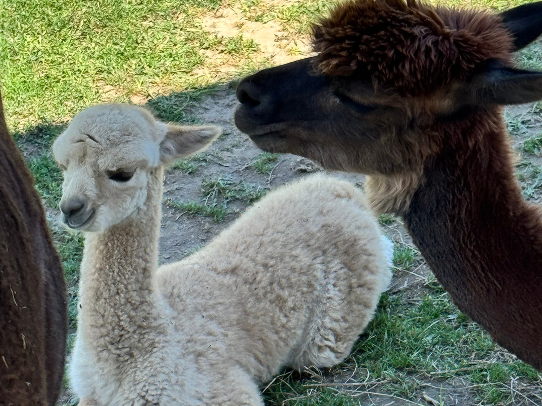 Udderly Ridiculous Farm Life-Blandford-Blenheim必去景点