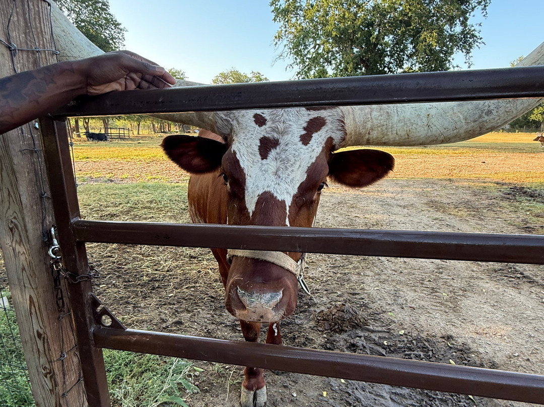 Lone Star Ranch-奥斯丁必去景点