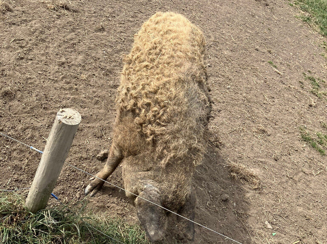 Mrs Dowsons农场-Clayton le Dale必去景点