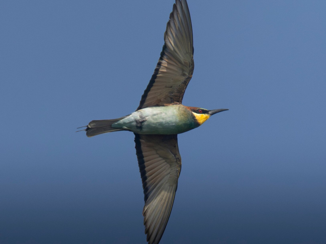 Ebro Delta Birding-Camarles必去景点