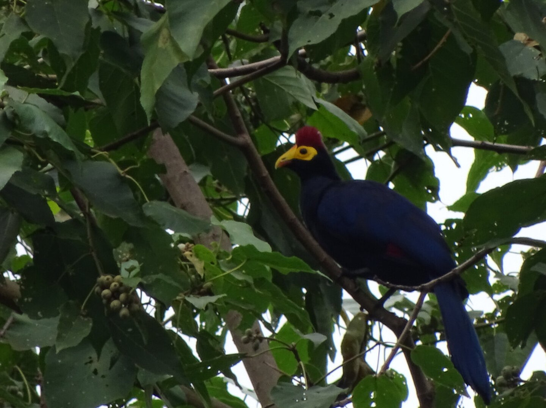 Mount Elgon Trekkers-Kapchorwa必去景点