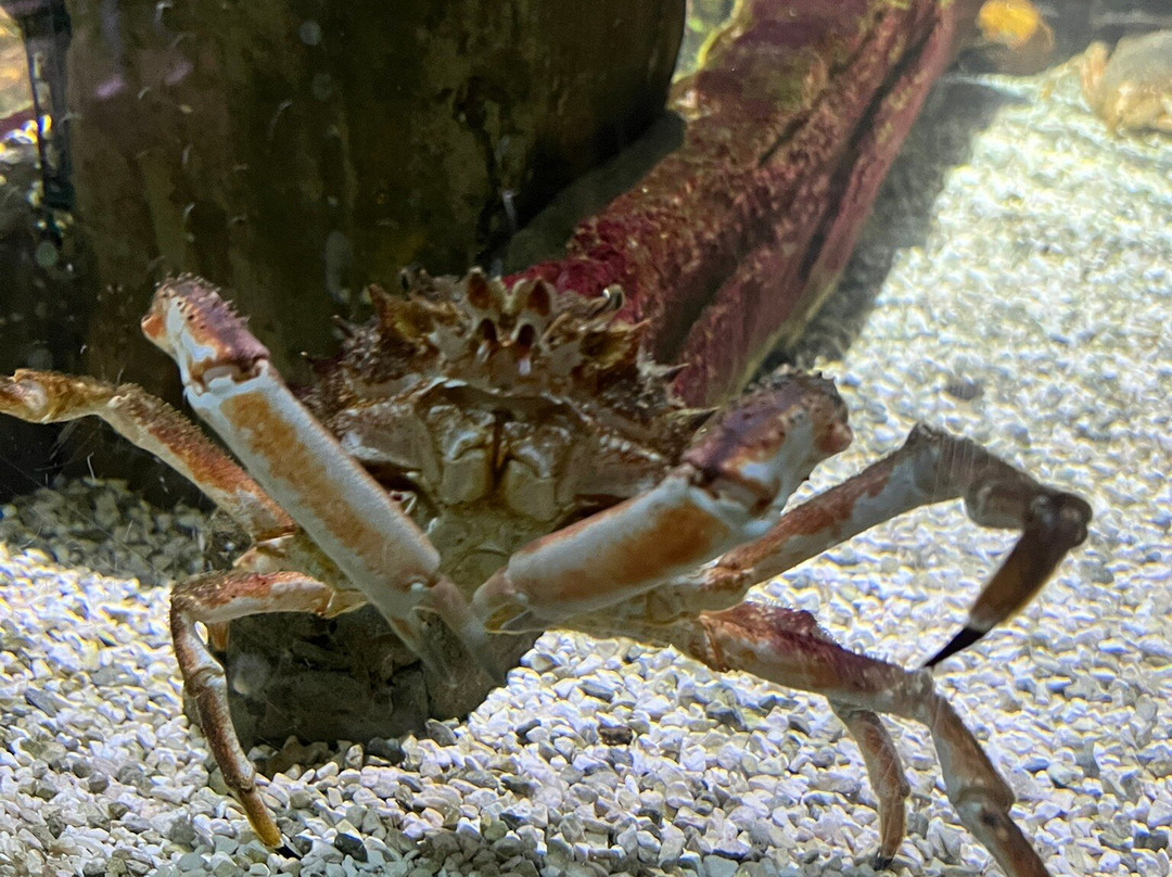 Hastings Aquarium-海斯廷斯必去景点