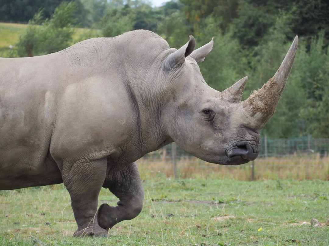 Knowsley Safari-Prescot必去景点