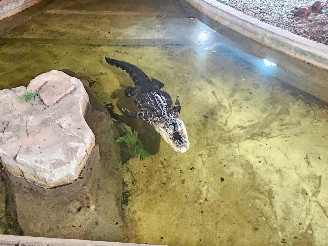 Crocodiles of the World-Brize Norton必去景点