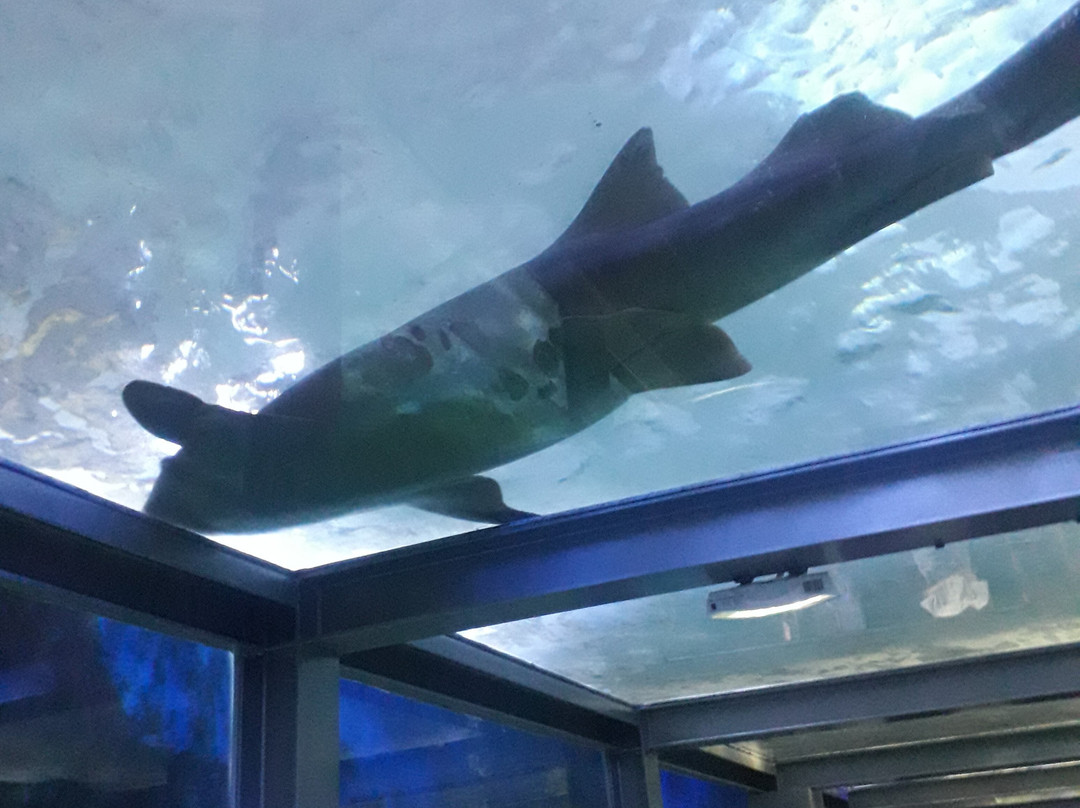 Seaquarium Institut Marin-勒格罗迪鲁瓦必去景点