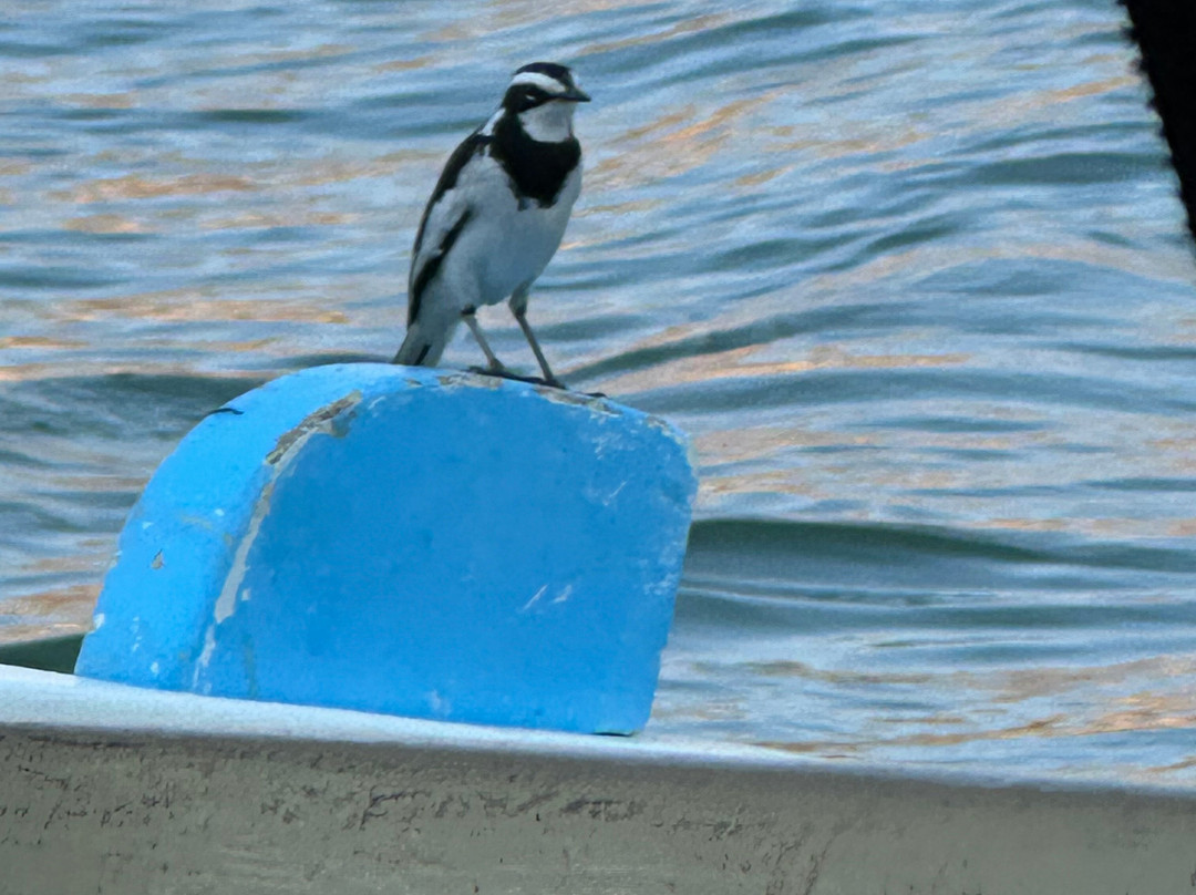 Sail With Elephants, Kariba-卡里巴必去景点