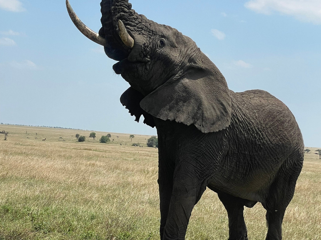 It Started in Africa-阿鲁沙必去景点