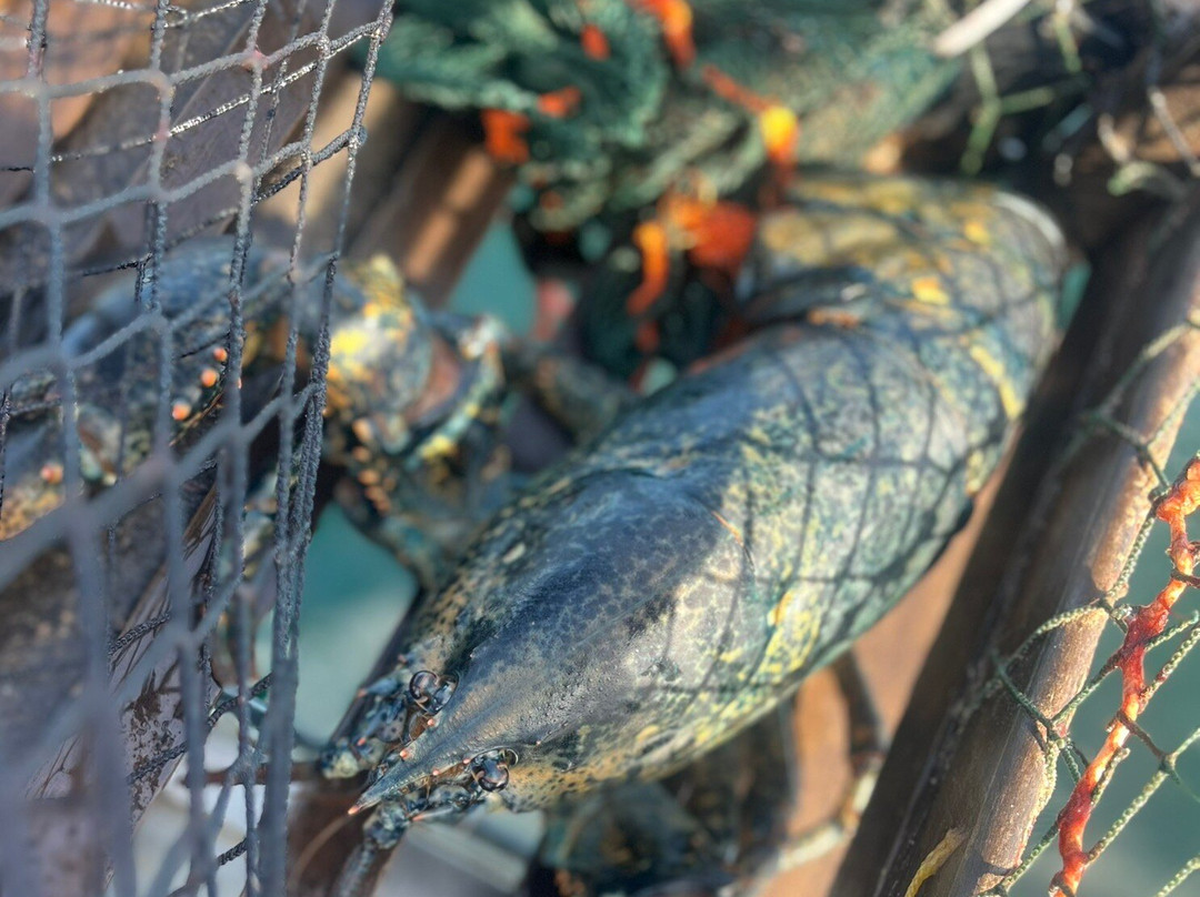 Campbell's Deep Sea Fishing-York必去景点