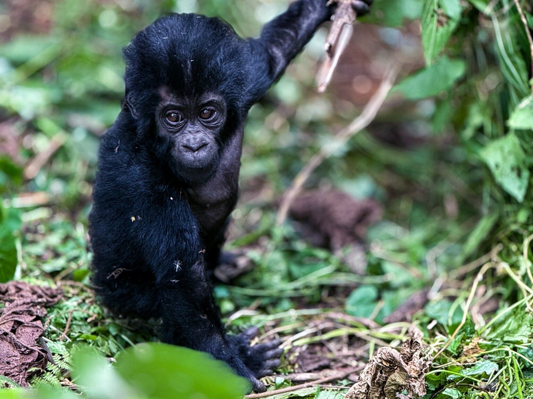 New Horizon Africa Safaris-吉佳利必去景点