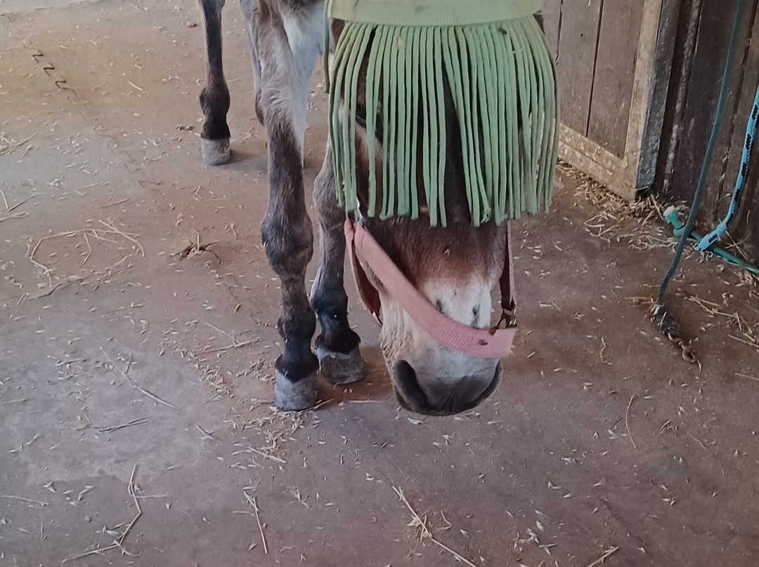 Corfu Donkey Rescue-Paleokastritsa必去景点
