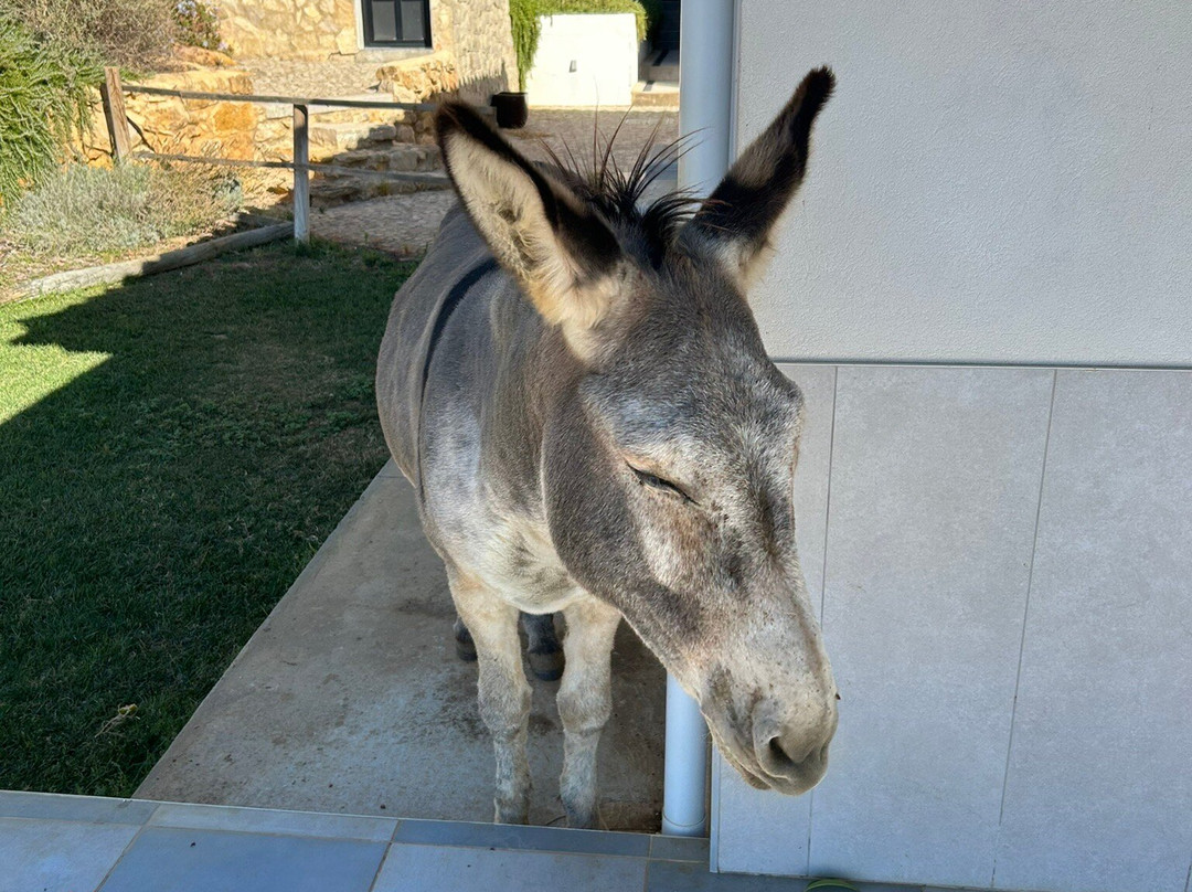 Solar Alvura Health Hotel主图