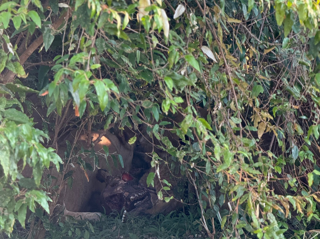 Seremara Safaris-Karen必去景点