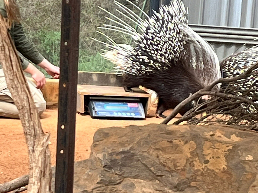 Monarto Safari Park-Monarto必去景点