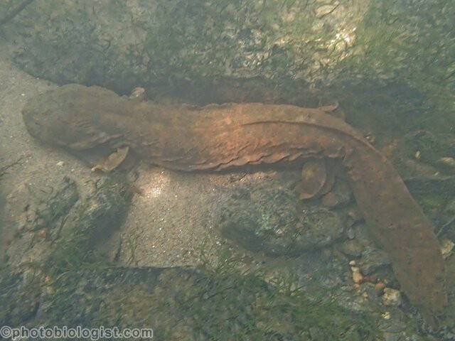 Oxbow River Snorkeling-Rosman必去景点