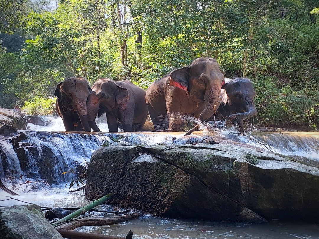 Blue Daily Elephant Care Sanctuary-清迈必去景点