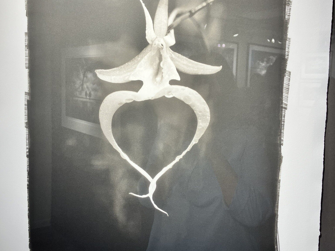 Clyde Butcher's Venice Gallery & Studio-威尼斯必去景点