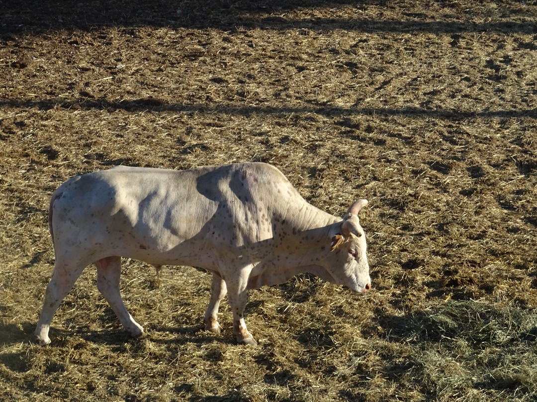 Cody Night Rodeo-科迪必去景点