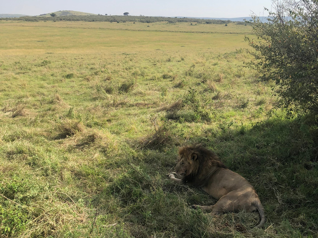 Live in Love Kenya tours and travel-Langata必去景点