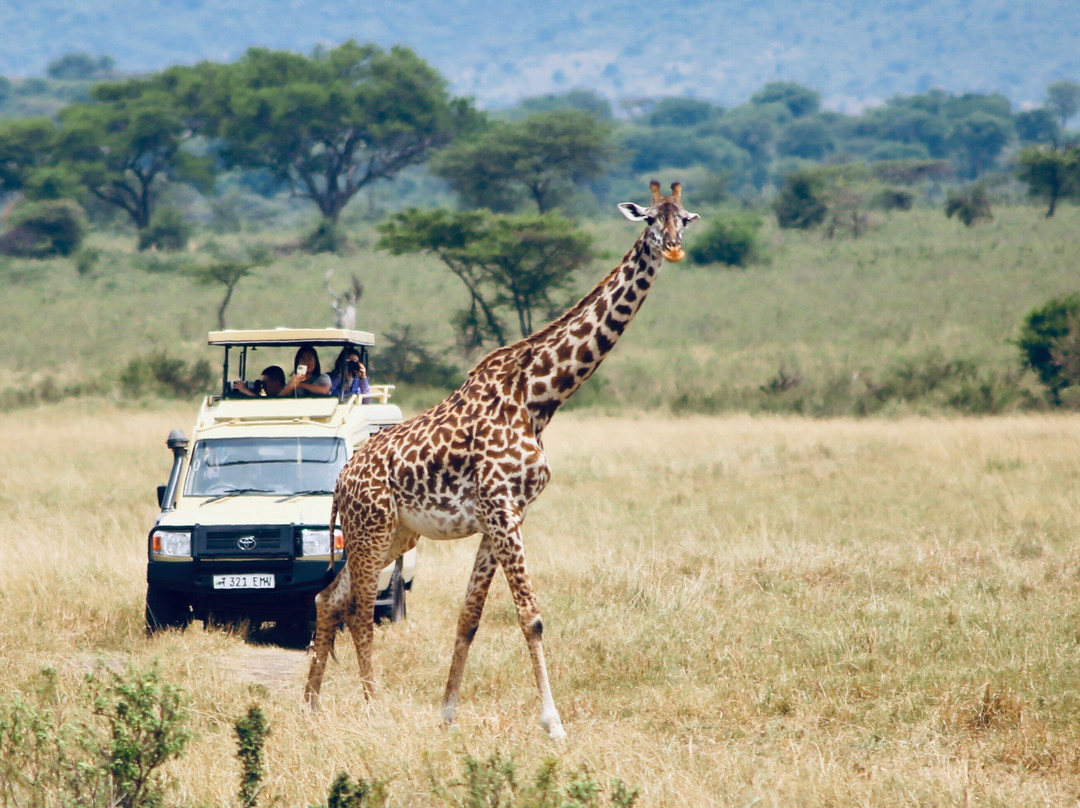 Meijo Safaris-阿鲁沙区必去景点