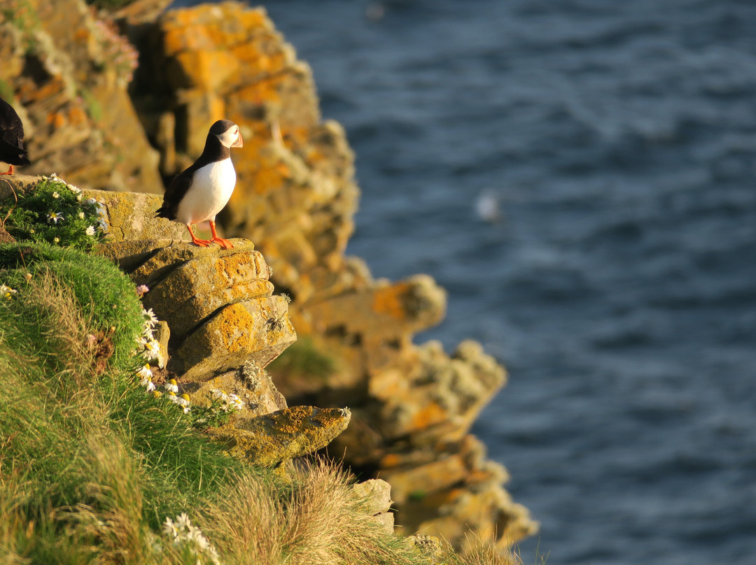 Shetland Wildlife-Sumburgh必去景点