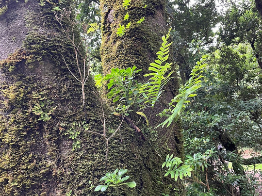 Madeira Fauna & Flora-沙尔必去景点