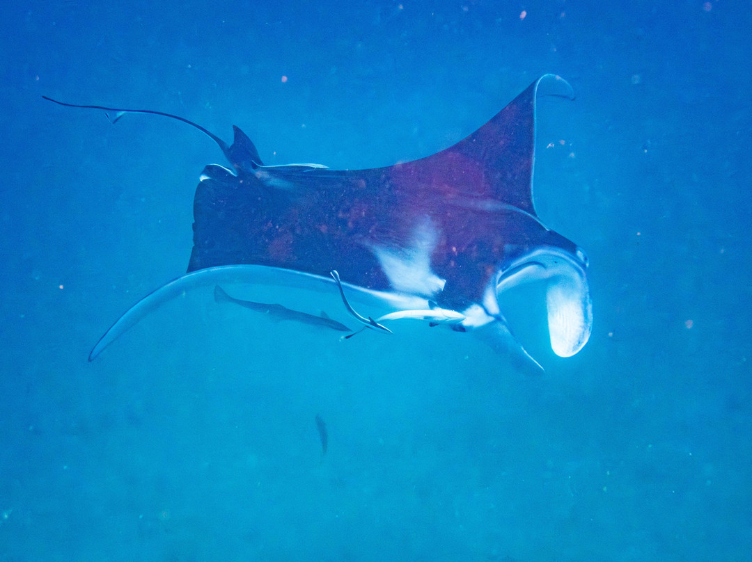 Cruising Raja Ampat - Wisesa Liveaboard-索龙必去景点