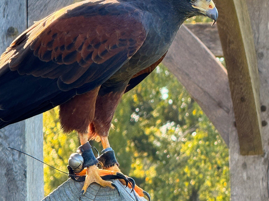 Willows Bird of Prey & Wildlife Trail-Knockholt必去景点