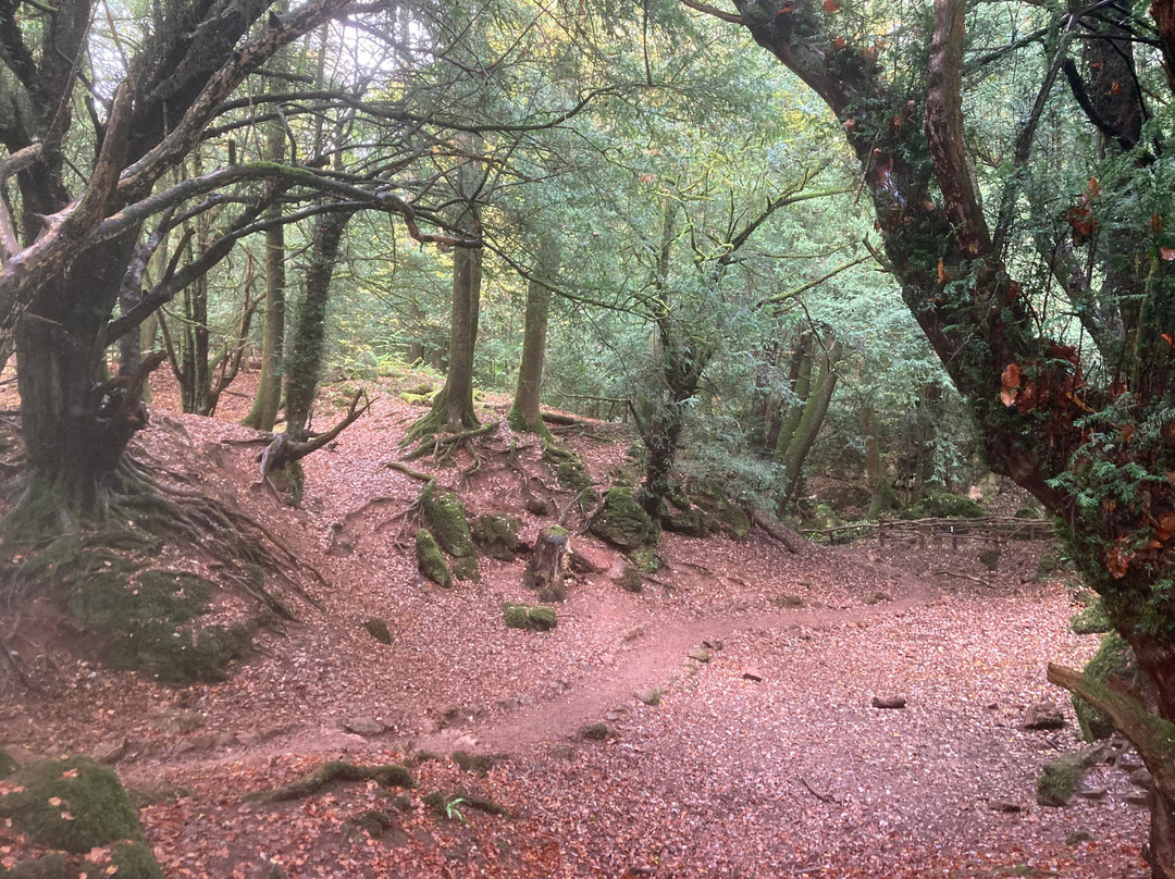 Puzzlewood-Coleford必去景点