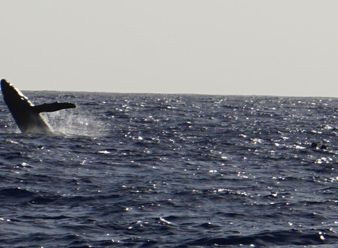 Fluid Tahiti-帕皮提必去景点