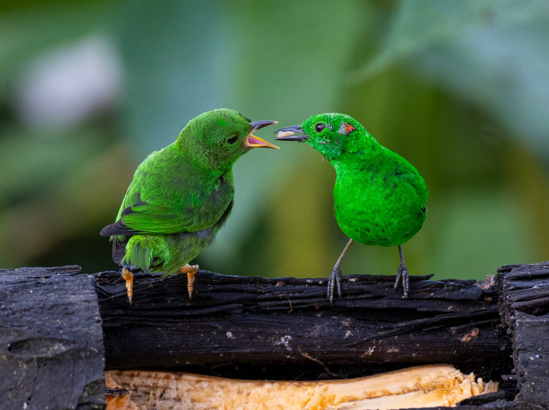 Costa Rica Focus-圣何塞必去景点