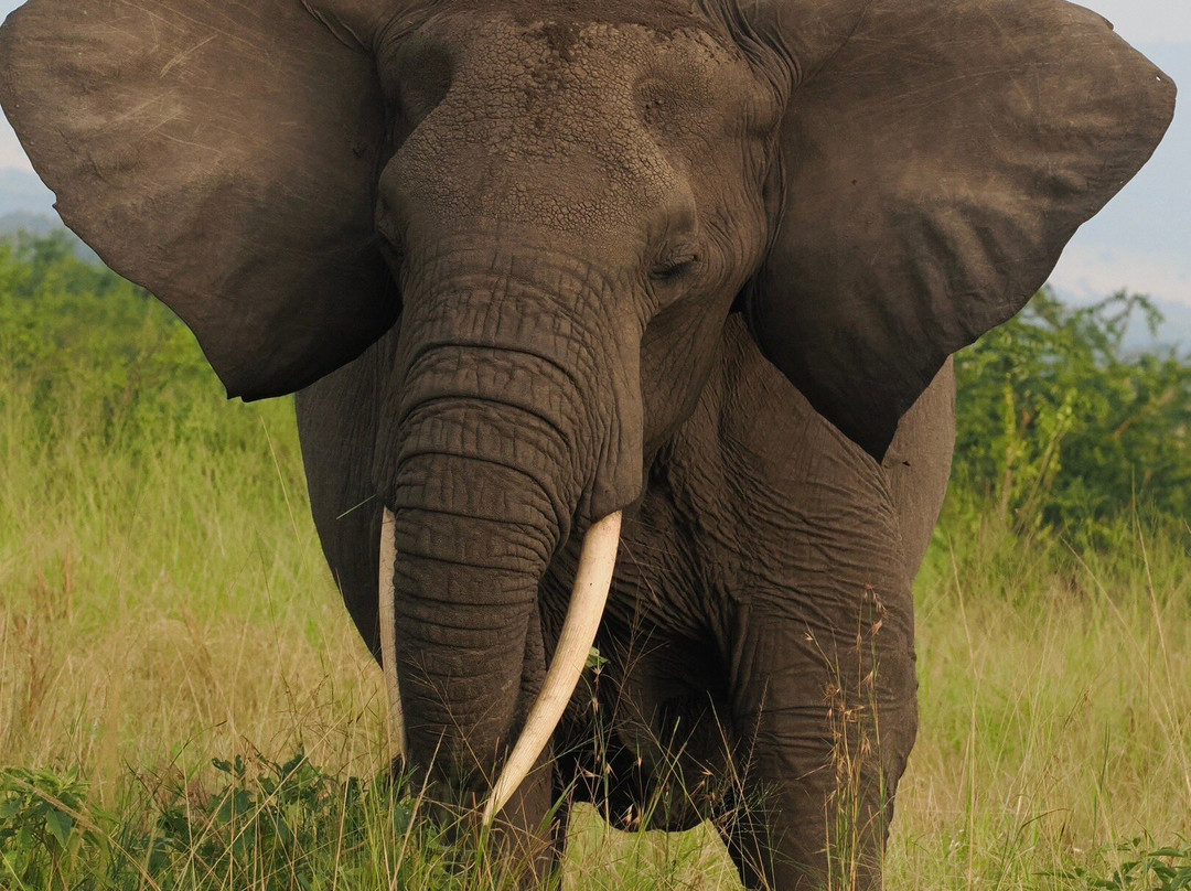 Achieve Global Safaris-坎帕拉必去景点