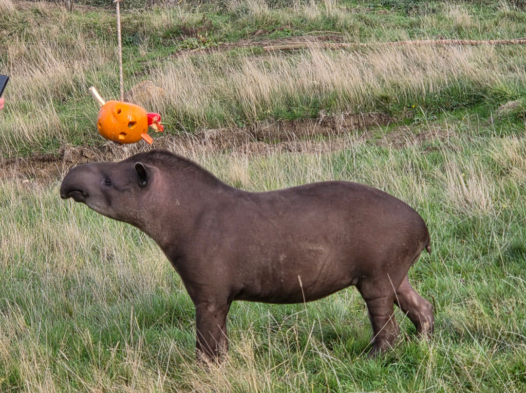Northumberland Zoo-莫佩思必去景点