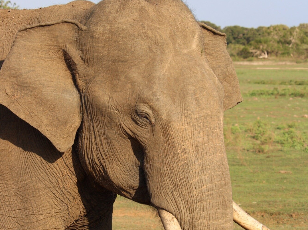 Apple Vacations Sri Lanka-Wattala必去景点